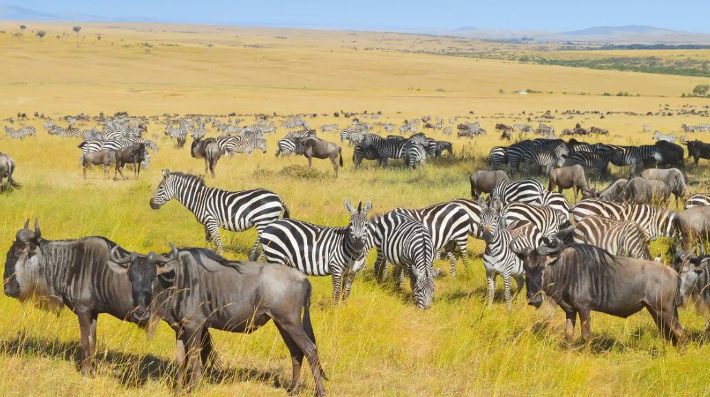Serengeti, Tanzania